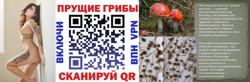 Галлюциногенные грибы Psilocybe  Югорск 